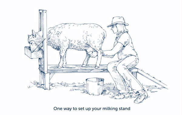 There should be enough room behind the ewe for you to sit on the milking platform or it should be short enough for you to get close while sitting on a separate milking stool.